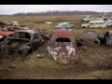 Oval Window Beetles - BugsVille Large Collection and Barn Finds